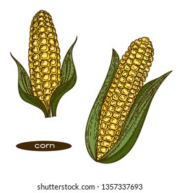 Vector hand drawn of color corns on white background.