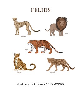 Vector hand drawn color illustration, set of cartoon cute felids. Cheetah, lion, tiger, jaguar, leopard