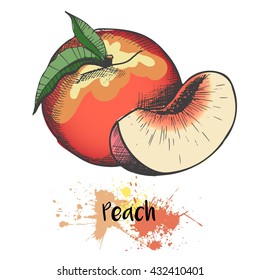 Vector hand drawn color illustration of peach or apricot or nectarine fruit. Engraving summer fresh fruit isolated on white background. For cocktail, smoothie, desserts and salads.