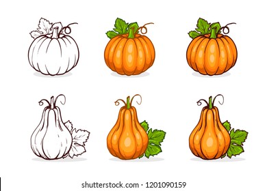 Vector ,hand drawn color sketch, tasty pumpkin