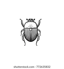 Vector hand drawn colorado potato beetle outline doodle icon. Colorado potato beetle sketch illustration for print, web, mobile and infographics isolated on white background.