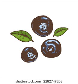 Vector hand drawn colored botanical illustration of blueberry. Sketch of  forest berries in engraving style.Vintage illustration.