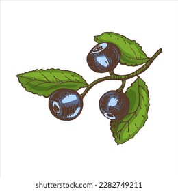 Vector hand drawn colored botanical illustration of blueberry branch. Sketch of  forest berries in engraving style.Vintage illustration.