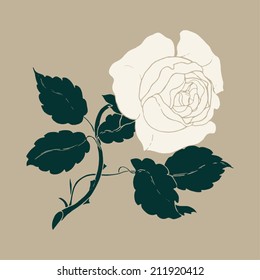 Vector hand drawn colored illustration of white rose with stem, thorns and leaves | Ancient white rose flower drawing on beige background