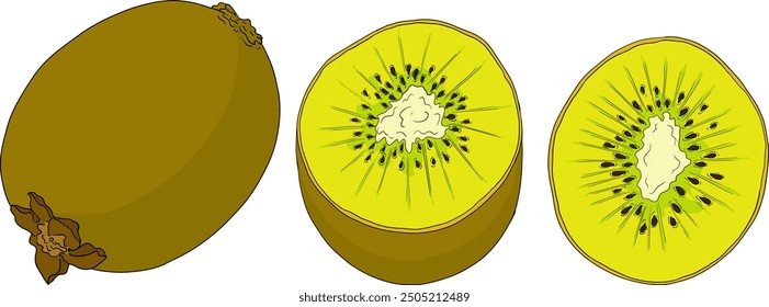 Vector dibujado a mano de color Kiwi o grosella china, o yangtaosign. Fruta exótica tropical