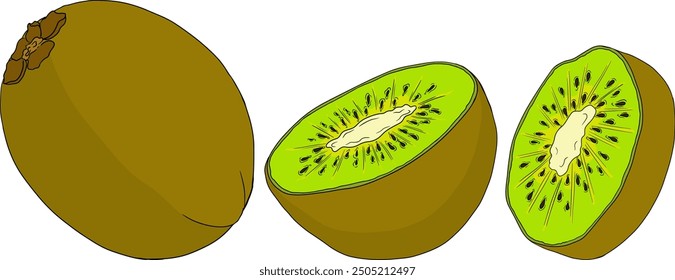 Vector dibujado a mano de color Kiwi o grosella china, o yangtaosign. Fruta exótica tropical