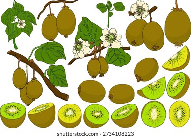 Vector hand drawn colored Kiwifruit or Chinese gooseberry, or yangtaosign. Tropical exotic fruit.	