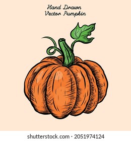 Vector Hand drawn colored pumpkin Isolated white background Vintage realistic style pumpkin illustration Pencil drawing Vegetable outline style illustration Farm market product  Sketch easy to use 