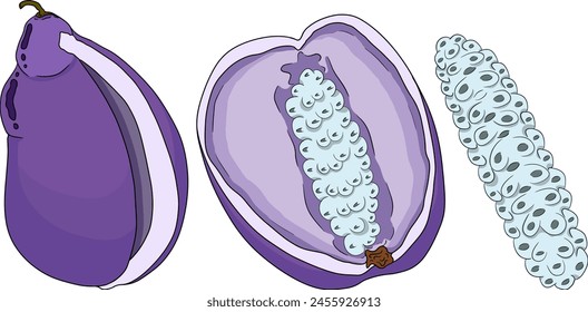 Vector dibujado a mano de color púrpura Akebia (Akebia quinata). Akebi fruta exótica baya japonesa de arbusto de vid de chocolate