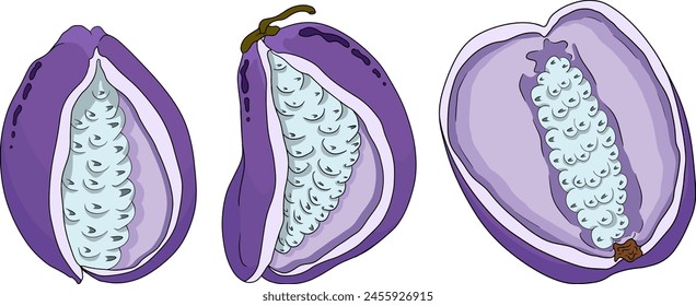 Vector dibujado a mano de color púrpura Akebia (Akebia quinata). Akebi fruta exótica baya japonesa de arbusto de vid de chocolate