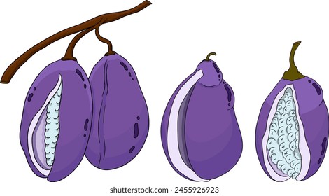 Vector dibujado a mano de color púrpura Akebia (Akebia quinata). Akebi fruta exótica baya japonesa de arbusto de vid de chocolate