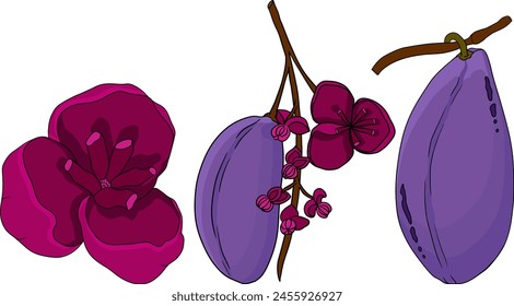 Vector dibujado a mano de color púrpura Akebia (Akebia quinata). Akebi fruta exótica baya japonesa de arbusto de vid de chocolate