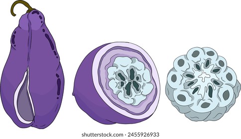 Vector dibujado a mano de color púrpura Akebia (Akebia quinata). Akebi fruta exótica baya japonesa de arbusto de vid de chocolate