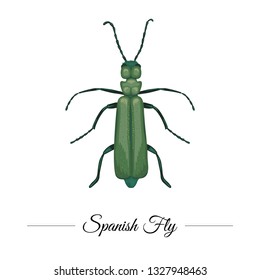 Vector hand drawn colored tropical green Spanish fly isolated on white background. Tropic themed logotype for natural design. Exotic insect illustration