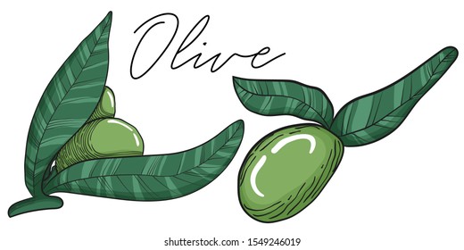 Vector hand drawn colorful collection of green olive, branch and leaves isolated on white background. Olives tree elements engraved ink art
