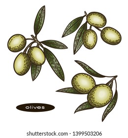 Vector hand drawn colorful illustration of olives in the engraving vintage style isolated on white.