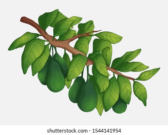 Vector hand drawn colorful illustration of avocado branch with leaves and fresh fruits. Isolated on white background in sketch style.