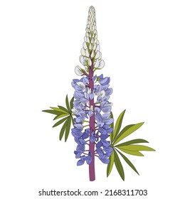 Vector hand drawn colorful illustration with a flower of lupine.