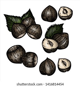Vector hand drawn colorful set of hazelnuts isolated on white background.	