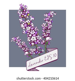 Vector hand drawn colour lavender branch illustration. 