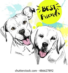 Vector hand drawn concept of labrador retriever and pitbull terrier friendship. Color hand drawn domestic dog illustration. Decorated with blue blots. Best friends.