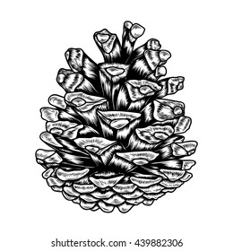 Vector hand drawn cone. Vector illustration