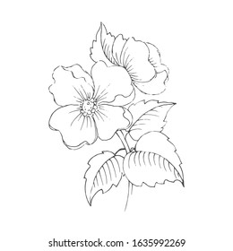 Vector hand drawn contour of delicate blooming flowers on a white background. 