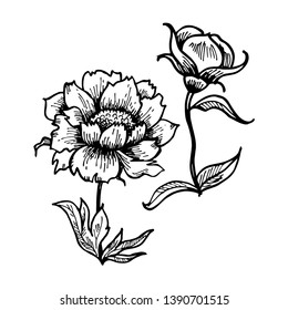 Vector hand drawn contour illustration with pion, leaf and rose on white isolated background. Isolated Paeonia flowers. Good for printing. Postcard and logo ideas