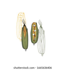 Vector hand drawn corn. Isolated object. Vegetables. Farm fresh products for restaurant menu, market label, grocery store identity. Healthy nutrition, vegetarians, vegans.