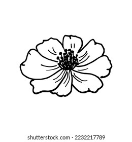 Flor de cosmea dibujada a mano por vectores. Ilustración de flores de cosmos