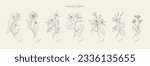 Vector hand drawn cosmetic herbs set. Vintage trendy botanical elements. Hand drawn line leaves branches and blooming. Vector trendy