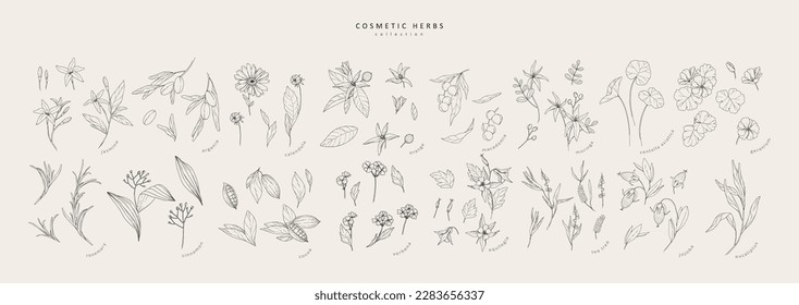 Vector hand drawn cosmetic herbs set. Vintage trendy botanical elements. Hand drawn line leaves branches and blooming. Vector trendy