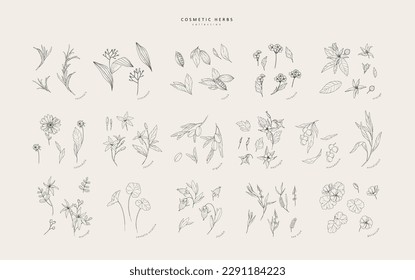 Vector hand drawn cosmetic herbs set. Vintage trendy botanical elements. Hand drawn line leaves branches and blooming. Vector trendy