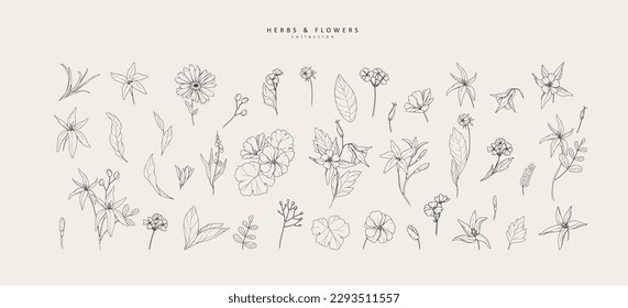 Vector hand drawn cosmetic herbs set. Vintage trendy botanical elements. Hand drawn line leaves branches and blooming. Vector trendy