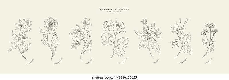 Vector hand drawn cosmetic herbs set. Vintage trendy botanical elements. Hand drawn line leaves branches and blooming. Vector trendy