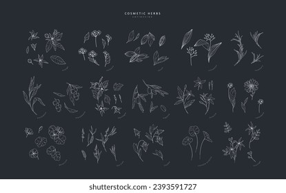 Vector hand drawn cosmetic herbs set. Vintage trendy botanical elements. Hand drawn line leaves branches and blooming. Vector trendy