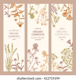 Vector de plantas cosméticas dibujadas a mano ilustraciones, concepto, plantilla.