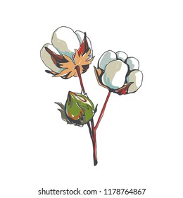 Vector hand drawn cotton branch isolated on white. Botanical color illustration of plant in sketch style.