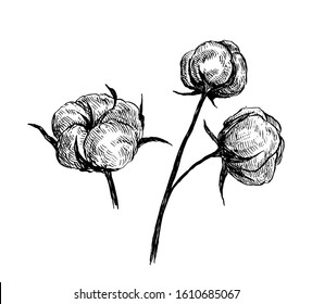 Vector Hand Drawn of Cotton Branches. 100% Eco. Cotton Flower Buds in Sketch Style. Botanical Art Isolated on White Background for Print, Poster, Decoration and Other Design. Vector Illustration.