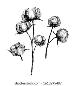 Vector Hand Drawn of Cotton Branches. 100% Eco. Cotton Flower Buds in Sketch Style. Botanical Art Isolated on White Background for Print, Poster, Decoration and Other Design. Vector Illustration.