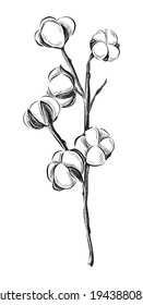Flor de algodón dibujada a mano con vectores sobre un fondo blanco.