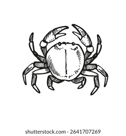 vector hand drawn crab with claws up, wild life of seabed, crustaceans animal under sea, ocean, black and white illustration inhabitants of aquariums, seabed and coast sand for marine decoration