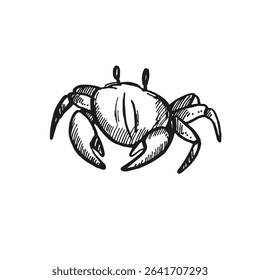 vector hand drawn crab, wild life of seabed, crustaceans animal under sea, ocean, black and white illustration inhabitants of aquariums, seabed and coast sand for marine decoration