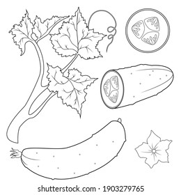 Vector hand drawn cucumbers outline doodle icon. Food sketch illustration for print, web, mobile and infographics isolated on white background.