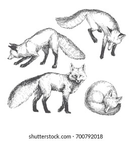 Vector hand drawn cute animal set  Sketch illustration and walking  playing   sleeping foxes 