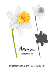 Vector hand drawn  daffodil collection. Narcissus  Isolated set on a white background. Beautiful plants. Botany floral object. Colored monochrome and Silhouette florals for your poster, banner design.