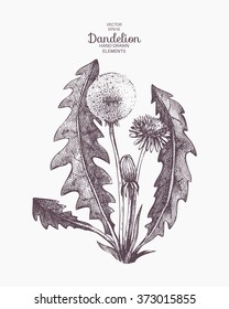 Vector Hand Drawn Dandelion Illustration. Vintage Dandelion Flower Sketch. 