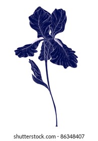 Vector hand drawn dark blue iris on white.