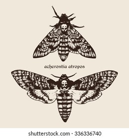 Vector hand drawn Deaths head hawk moths illustration. Signature is the Latin name of the species