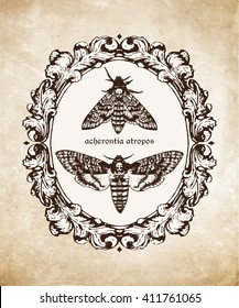 Vector hand drawn Deaths head hawk moths in frame over grunge paper background illustration. Antique Entomology collection style. Signature is the Latin name of the species